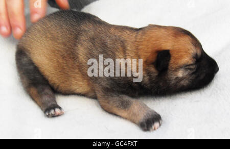 Eine noch unbenannte Hündin "Huskinois", die als erste ihrer Art gilt, eine Kreuzung aus einer belgischen Malinois und einer sibirischen Husky, im Besitz von Darren Debenham, Miteigentümer der DK9 Security Services in Ipswich, Suffolk. Stockfoto
