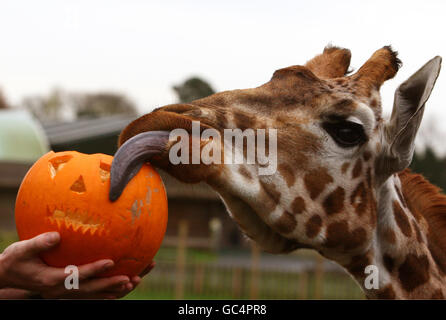 Eine Giraffe aus dem Blair Drummond Safari Park in der Nähe von Stirling untersucht vor der diesjährigen Halloween-Party, die am Samstag im Park stattfindet, einen Kürbis voller tierischer Leckereien. Stockfoto