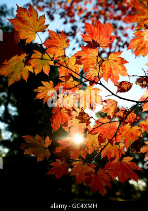 Herbstfarben am Wakehurst Place in West Sussex. Stockfoto