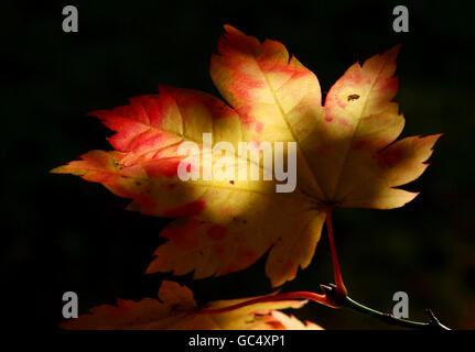 Autumfarben am Wakehurst Place in West Sussex. Stockfoto