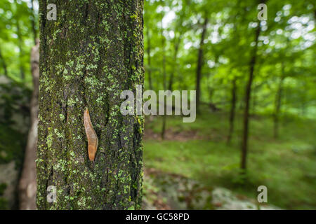 Eine düstere Arion (Arion Subfuscus) Land Schnecke bewegt sich langsam auf der Seite der Flechten bedeckten Baumstamm kurz nach einem Regenschauer. Stockfoto