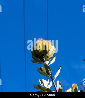 Gelbe Blume Kegel der Australischen Banksia littoralis, Swamp Banksia, Sumpf Eiche oder westlichen Swamp Banksia, im Winter Blumen sind herrlich ruhig. Stockfoto