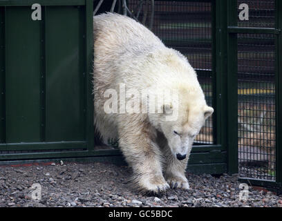 Mercedes, der einzige Eisbär in Großbritannien, kommt zu ihrem ersten öffentlichen Auftritt in ihr neues Gehege, seit sie vom Edinburgh Zoo in den Highland Wildlife Park in Kingussie umzieht. Stockfoto