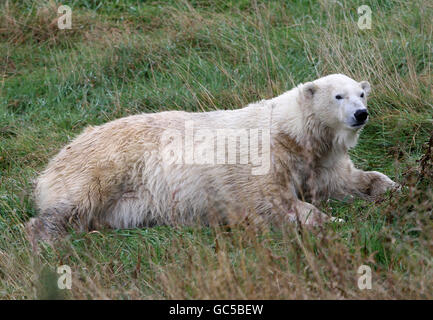 Mercedes, der einzige Eisbär Großbritanniens, in ihrem neuen Gehege für ihren ersten öffentlichen Auftritt seit dem Umzug vom Edinburgh Zoo in den Highland Wildlife Park in Kingussie. Stockfoto