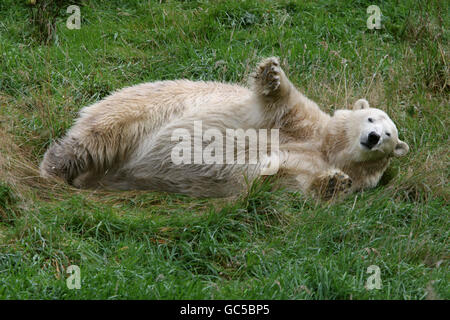 Mercedes der Eisbär Stockfoto