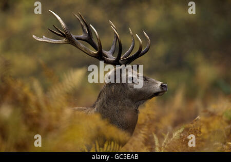 Herbstliche Farben werden gezeigt, als ein 14-Zeiger-Rothirsch-Hirsch seinen Weg durch den Farn im Wollaton Park, Nottinghamshire, bahnt. Stockfoto