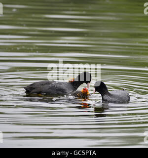Blässhuhn Rallidae Fulica Wasservogel Familie auf See schwimmen Stockfoto
