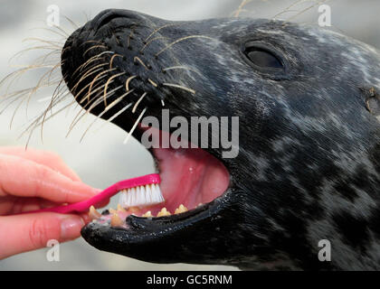 SOFUS der Seehund Stockfoto