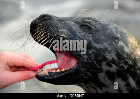 SOFUS The Harbor Seal aus dem Blue Reef Aquarium in Tynemouth, der seine Zähne sauber macht, um sich auf eine Operation durch den Tierarzt/Zahnarzt vorzubereiten, damit einer seiner Vorderzähne entfernt wird, weil er gebrochen ist. Stockfoto