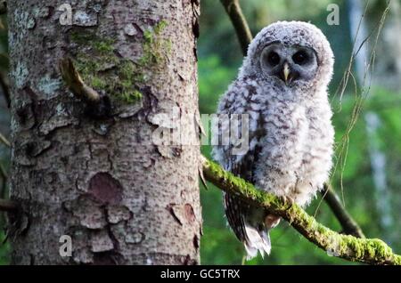 Baby Streifenkauz thront auf einem Ast in Comox Valley, Vancouver Island, British Columbia, Kanada Stockfoto