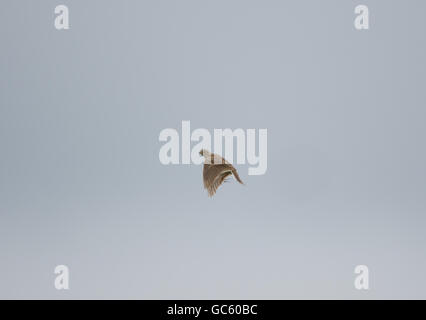 Skylark oder Feldlerche (Alauda arvensis) im Flug, Großbritannien Stockfoto