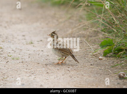 Feldlerche oder Feldlerche (Alauda Arvensis) in Hampshire, England Stockfoto