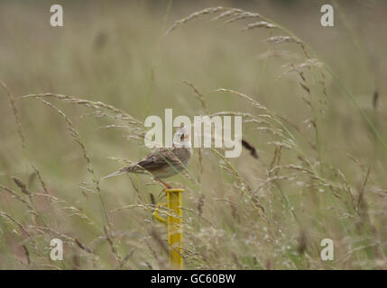 Skylark oder Feldlerche (Alauda arvensis), Großbritannien Stockfoto