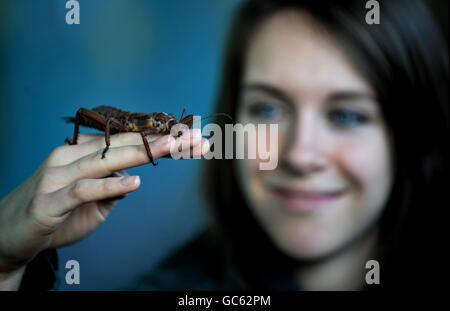 Der Londoner Zoo Bestandsaufnahme Stockfoto