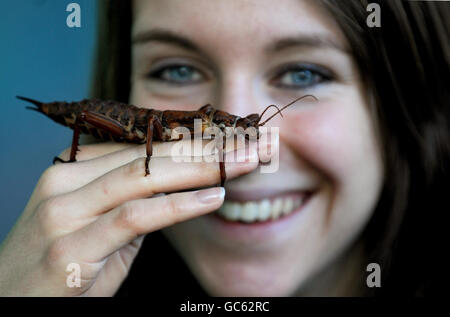 Zoopflegerin Laura Childs posiert mit einem Stachelstockinsekt während der jährlichen Bestandsaufnahme im Londoner Zoo. DRÜCKEN SIE VERBANDSFOTO. Bilddatum: Dienstag, 5. Januar 2010. Die Bestandszählung ist eine Zählung jedes Tieres und eine Pflichtanforderung jedes Zoos. Siehe PA-Geschichte TIERE zählen. Bildnachweis sollte lauten: Anthony Devlin/PA Wire Stockfoto