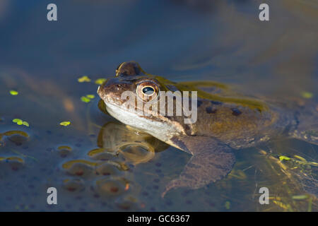 Gemeinsamen Frosch Rana Temporaria, die Hälfte im Gartenteich zur Laichzeit untergetaucht Stockfoto