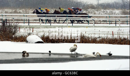 Pferderennen - Southwell Racecourse. Pferde Rennen in der Bedaq.co.uk Selling Stakes Stockfoto