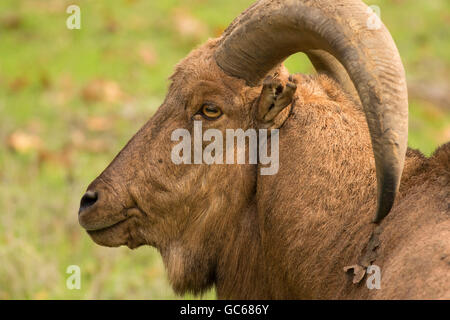 Aoudad (Mähnenspringer), Wildlife Safari, Winston, Oregon Stockfoto