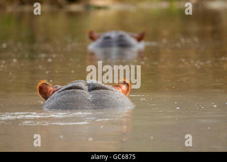 Flusspferd (Hippopotamus Amphibius), Wildlife Safari, Winston, Oregon Stockfoto
