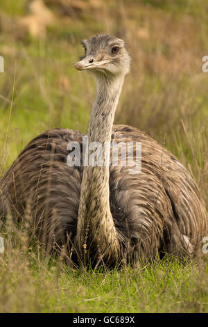 Größere Rhea (Rhea Americana), Wildlife Safari, Winston, Oregon Stockfoto