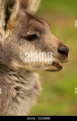 Wallaroo (Macropus Robustus), Wildlife Safari, Winston, Oregon Stockfoto