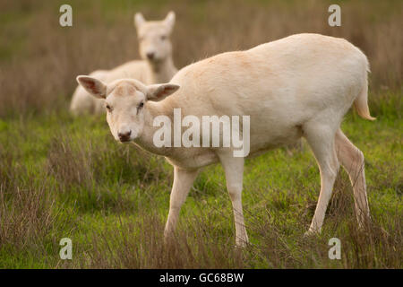Weiße Brache Hirsch, Wildtiersafaris, Winston, Oregon Stockfoto
