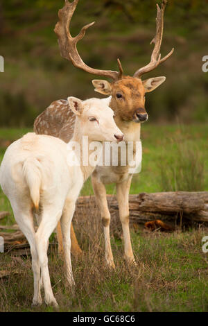 Weiße Brache Hirsch, Wildtiersafaris, Winston, Oregon Stockfoto