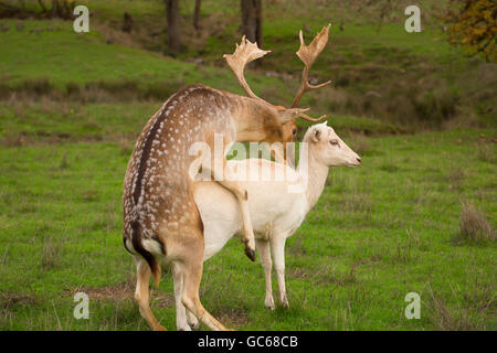 Weiße Brache Hirsch, Wildtiersafaris, Winston, Oregon Stockfoto