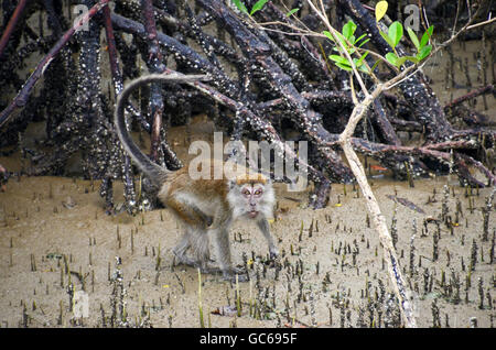 Eine böse Long-tailed Macaque (Macaca Fascicularis) in Mangroven, Bako Nationalpark, Sarawak, Borneo, Malaysia Stockfoto
