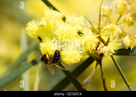 Honey Bee Pollen sammeln Schöne flauschige duftenden West Australian wattle acacia Arten blühen an einem sonnigen Morgen im frühen Winter. Stockfoto