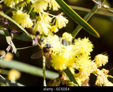 Honey Bee Pollen sammeln Schöne flauschige duftenden West Australian wattle acacia Arten blühen an einem sonnigen Morgen im frühen Winter. Stockfoto