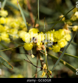 Honey Bee Pollen sammeln Schöne flauschige duftenden West Australian wattle acacia Arten blühen an einem sonnigen Morgen im frühen Winter. Stockfoto