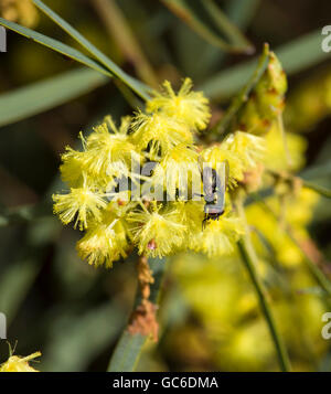 Honey Bee Pollen sammeln Schöne flauschige duftenden West Australian wattle acacia Arten blühen an einem sonnigen Morgen im frühen Winter. Stockfoto