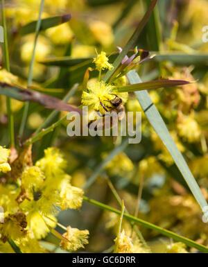 Honey Bee Pollen sammeln Schöne flauschige duftenden West Australian wattle acacia Arten blühen an einem sonnigen Morgen im frühen Winter. Stockfoto