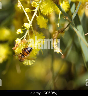 Honey Bee Pollen sammeln Schöne flauschige duftenden West Australian wattle acacia Arten blühen an einem sonnigen Morgen im frühen Winter. Stockfoto