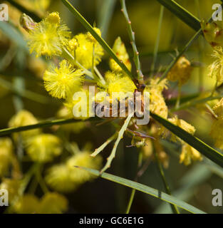 Honey Bee Pollen sammeln Schöne flauschige duftenden West Australian wattle acacia Arten blühen an einem sonnigen Morgen im frühen Winter. Stockfoto