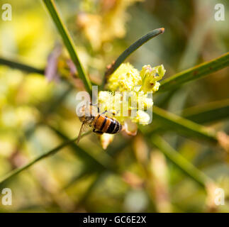 Honey Bee Pollen sammeln Schöne flauschige duftenden West Australian wattle acacia Arten blühen an einem sonnigen Morgen im frühen Winter. Stockfoto