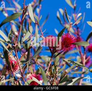 Spiky rosa Blüten von nadelkissen hakea, hakea Laurina, ein West Australian native Strauchigen kleiner Baum Blüte im frühen Winter zieht Bienen und Vögel. Stockfoto