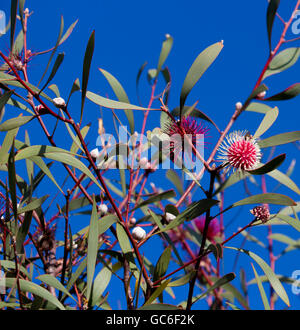 Spiky rosa Blüten von nadelkissen hakea, hakea Laurina, ein West Australian native Strauchigen kleiner Baum Blüte im frühen Winter zieht Bienen und Vögel. Stockfoto