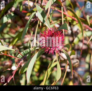 Spiky rosa Blüten von nadelkissen hakea, hakea Laurina, ein West Australian native Strauchigen kleiner Baum Blüte im frühen Winter zieht Bienen und Vögel. Stockfoto