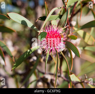 Spiky rosa Blüten von nadelkissen hakea, hakea Laurina, ein West Australian native Strauchigen kleiner Baum Blüte im frühen Winter zieht Bienen und Vögel. Stockfoto