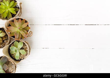 Kalanchoe in kleinen Topf auf weißem Hintergrund. Stockfoto