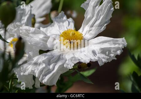 Matilija / California Baum Poppy auf Cortes Island, British Columbia, Kanada Stockfoto