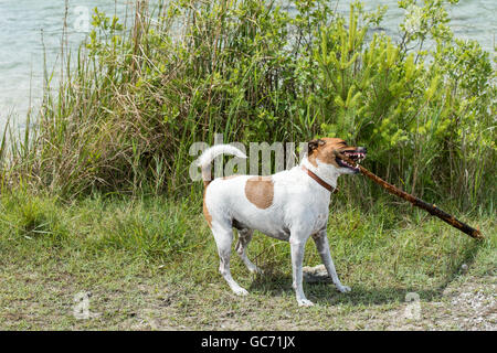 Dänisch-schwedische Hofhund spielen holen. Stockfoto