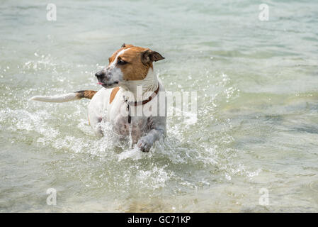 Dänisch-schwedische Hofhund spielen holen. Stockfoto