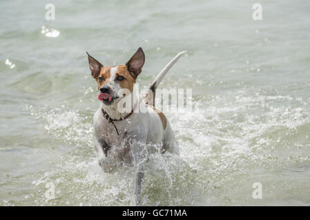 Dänisch-schwedische Hofhund spielen holen. Stockfoto