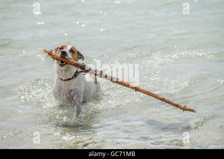 Dänisch-schwedische Hofhund spielen holen. Stockfoto