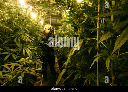 Ein Kriminalkommissar (Name nicht angegeben) der Polizei von Kent untersucht eine Hydroponikfabrik voller Cannabispflanzen in der Nähe von Canterbury in Kent. Stockfoto