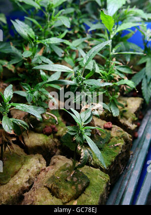 Eine allgemeine Ansicht der Cannabispflanzen, die in einer hydroponischen Fabrik in der Nähe von Canterbury, Kent, angebaut werden. Stockfoto