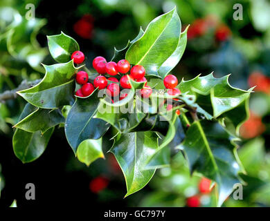 Bräuche und Traditionen - Weihnachten - Holly - Bradgate Baumschule, Leicestershire Stockfoto